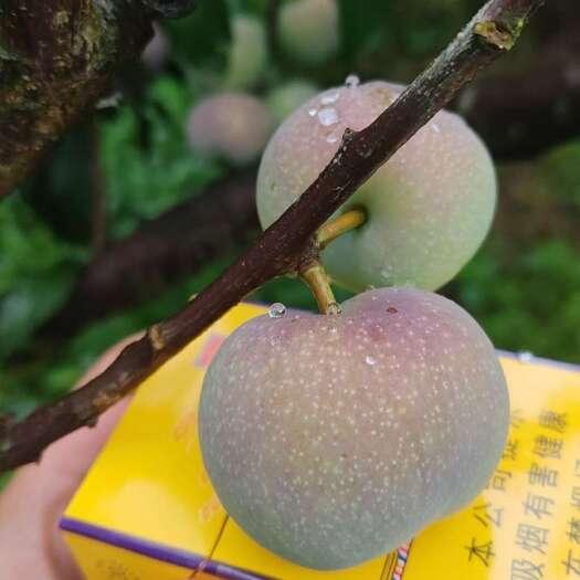 半边红李子