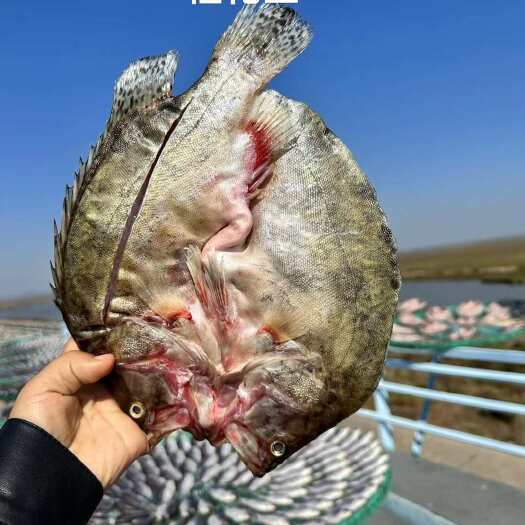 干货鱼：高蛋白，营养美味两不误，健康饮食新选择！