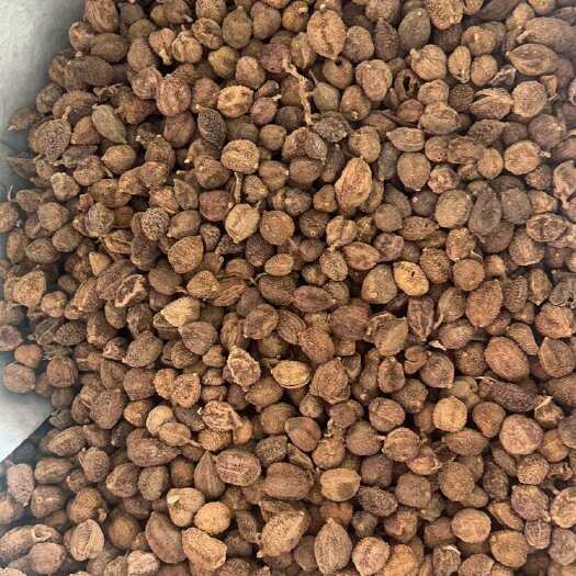 亳州文山货 阳春砂仁 版纳货 全都有 各种规格