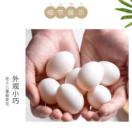上蔡县【破损包赔 】河南农家新鲜鸽子蛋30枚-50枚-60枚食用营