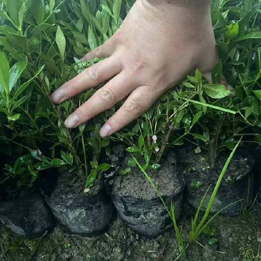 优质小叶栀子花苗 浙江杭州萧山发货