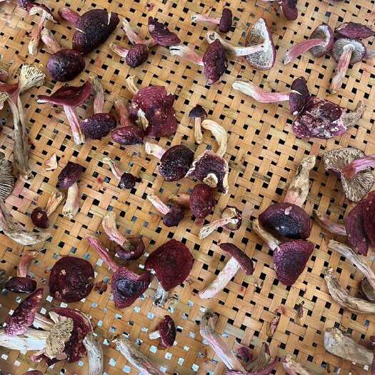 云南腾冲红菇干货 食用菌优质食材