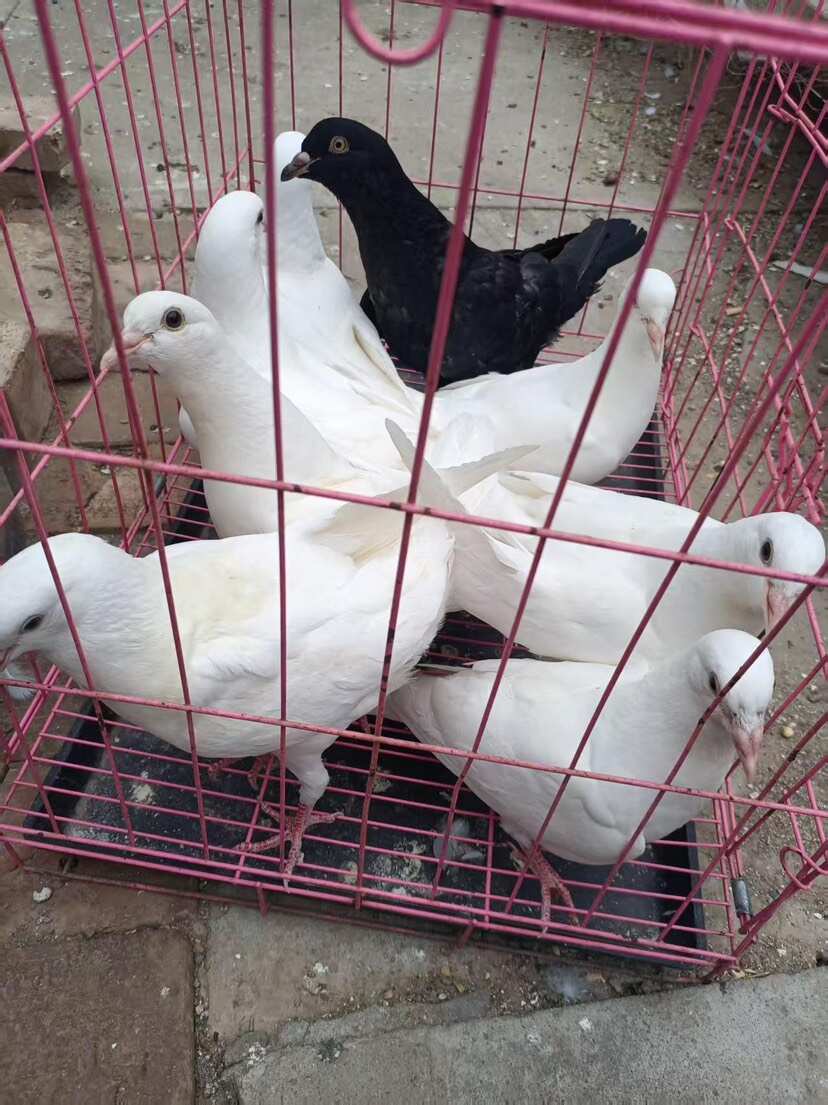 肉鸽 熬汤吃肉补品，可长期供应 货源稳定