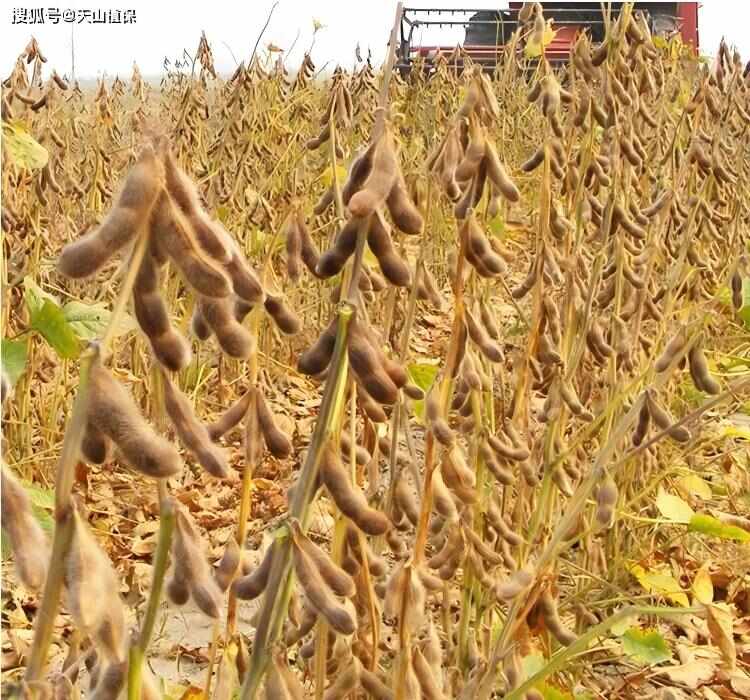 25年新豆重庆巫溪黄豆一年一季非转基因大豆打豆浆豆生豆芽专用