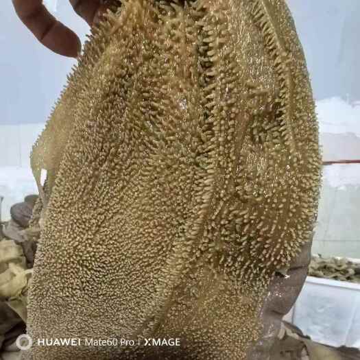 重庆市苗富毕老妞水牛毛肚去水后5斤