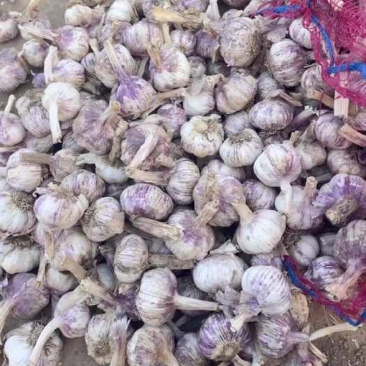 周口河南淮阳紫皮蒜，干大蒜批发