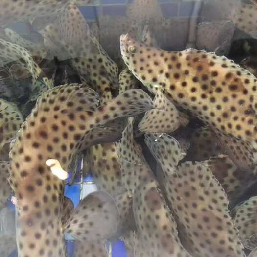 上海老鼠斑