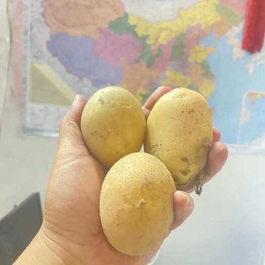 长葛市河南许昌产地，2025年，新货，小黄心土豆，食品厂专用