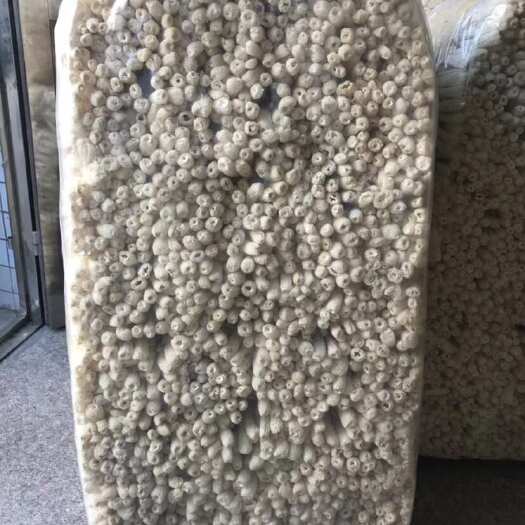 竹荪，竹荪蛋，竹荪梗，古田直发