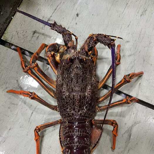 澳龙红龙纽龙