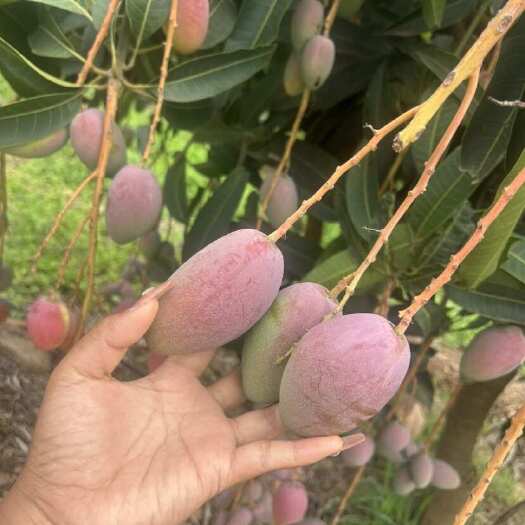 元江县贵妃芒