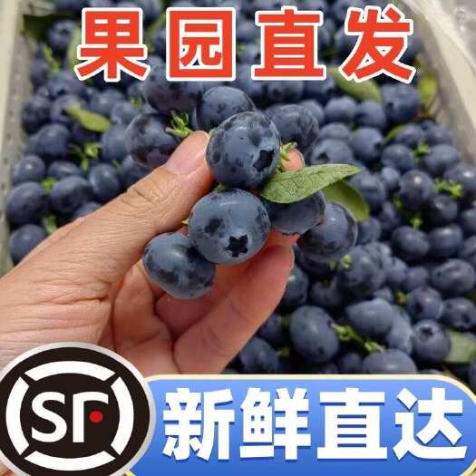 一件代发顺丰12mm论斤卖蓝莓3斤5斤实惠装花香蓝莓甜口