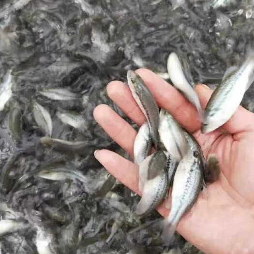 湖北孝感优质鲈鱼苗水产种苗批发