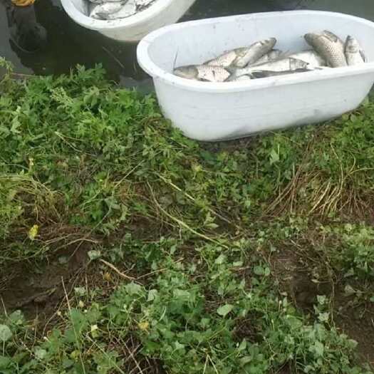 灯塔市辽宁灯塔草鱼鲜活水产优质食用鱼批发