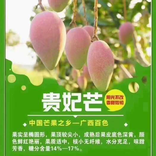 百色广西百色自家种植贵妃芒果
