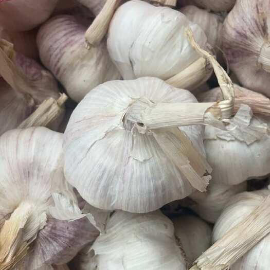 中牟县紫皮爆香 白皮清甜 一口入魂 三餐生鲜