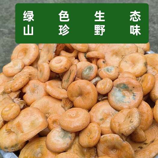 新鲜野生松茸菌枞树菌蘑菇菌子产地直发