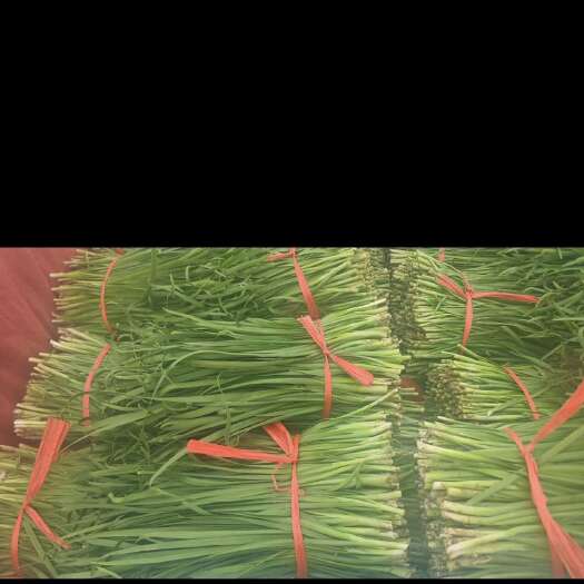 高密市大金钩韭菜 大量有货