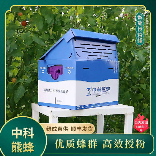 中科熊蜂 番茄优质带王授粉熊蜂【顺丰发货】