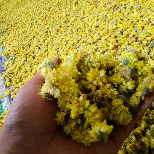临潭县调味品黄葱花野葱花山野菜 野葱花