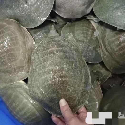 甲鱼 各个规格
