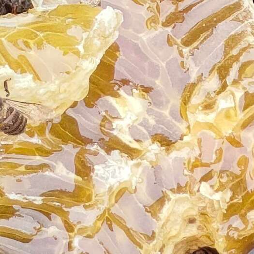 毕节自家养的蜜蜂产的蜂蜜，没有任何添加，多买优惠，价格可谈。