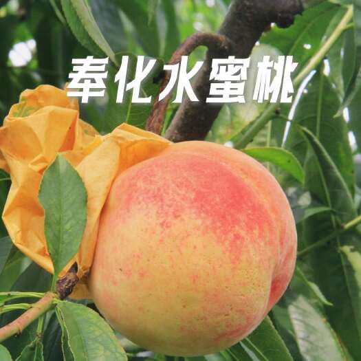 顺丰冷链包邮~浙江宁波奉化水蜜桃精选果