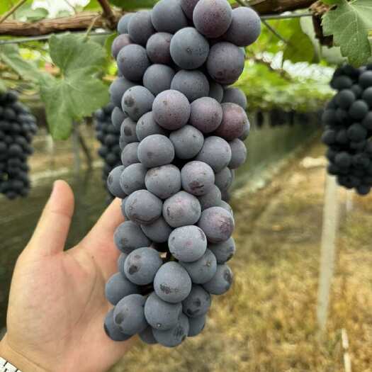 苏州夏黑葡萄 江苏苏州吴江产地直发 新鲜水果浆果类