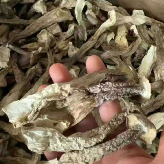成都鹿茸菇整件批发商用