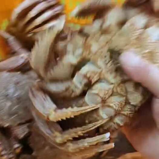 红毛蟹