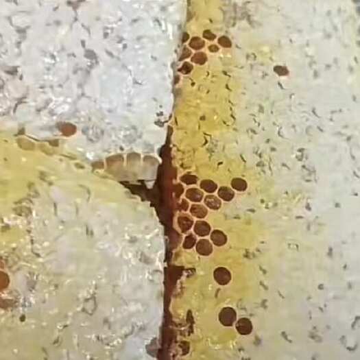 通道县湖南土蜂蜜