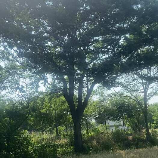 桐乡市榉树苗木优质品种浙江嘉兴桐乡产地直供