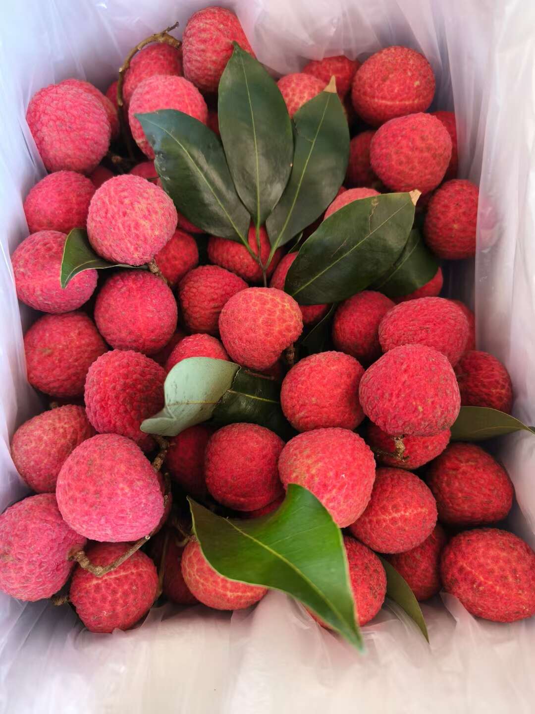 冰荔   仙进奉