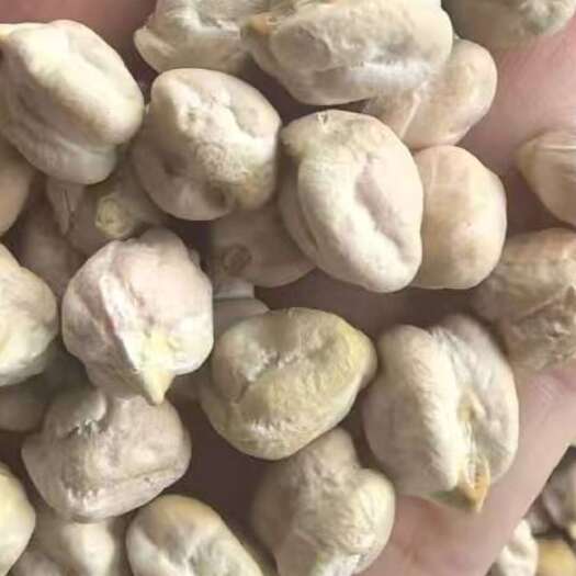 临沂鹰嘴豆（）