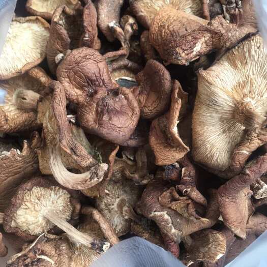 玉龙县干香菌
