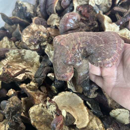 云南白心林芝，产地直销，量大价优