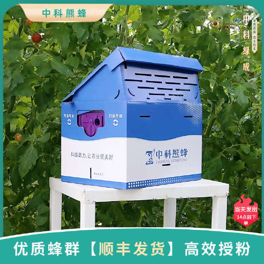 中科熊蜂 通用优质带王授粉熊蜂【顺丰发货】