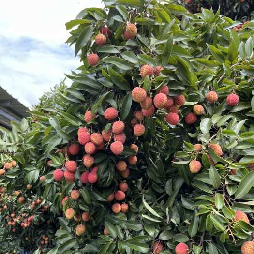 灵山县广西灵山香荔