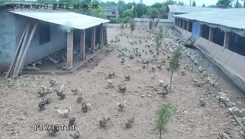 衡阳县出300天的产蛋老鸭