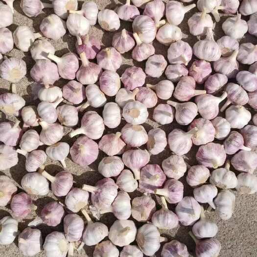 沂水县山东精品大蒜 电商大蒜 出口大蒜 赶集零售货产地供应全国发货