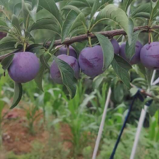 宁强县大量现摘五月脆 蜂糖李 青脆李，果园现摘批量发货
