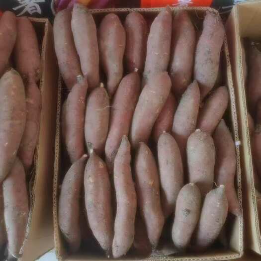 红瑶红薯种植
