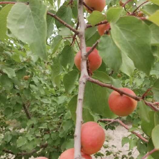 霍城县我们是伊犁吊树干杏子的原产地