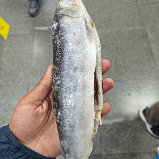 临沂青鱼