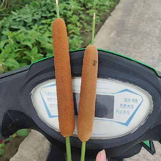 在我们老家的亲自采摘蒲黄，买的量大，快递费可以商量。