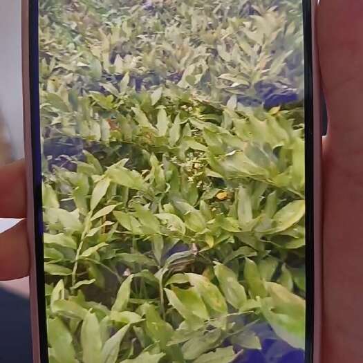 城步县玉竹