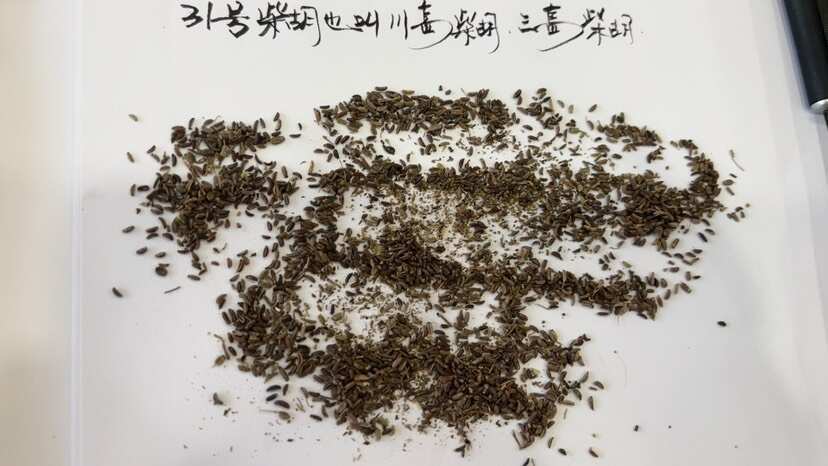 陇西县纯种31号北柴胡种子，也叫川岛柴胡、三岛柴胡、产量高、等