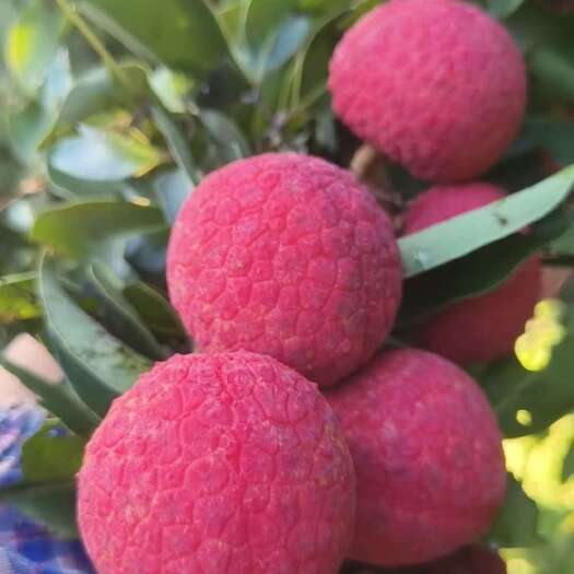 灵山县今天供应30吨：桂味，香荔，鸡嘴，贵妃红，黑叶