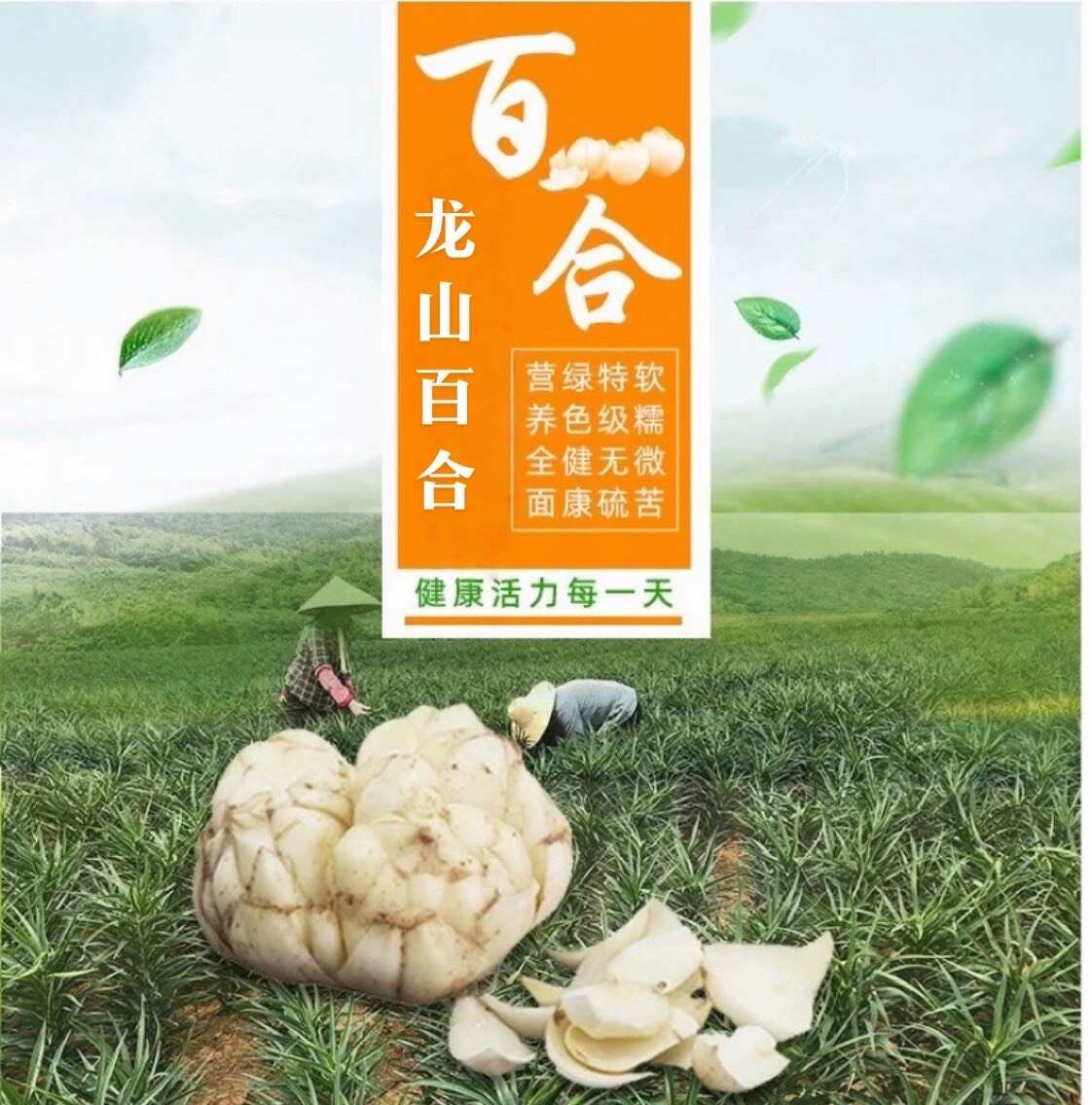 鮮百合湖南湘西龍山發(fā)貨 送貨上門 支持代發(fā)快遞物流