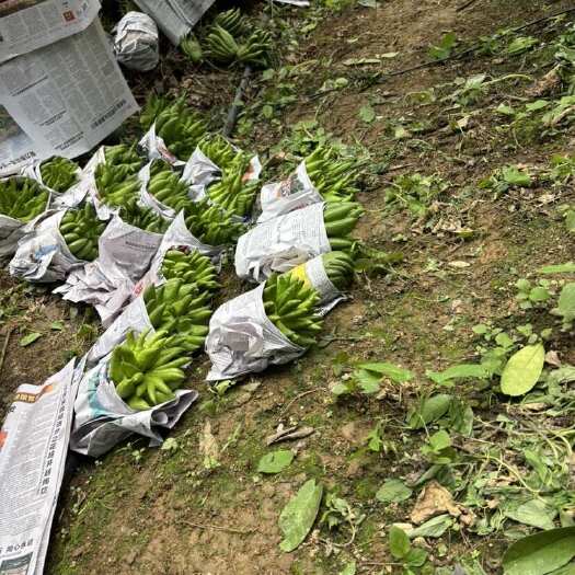 思茅观赏果，食用果
